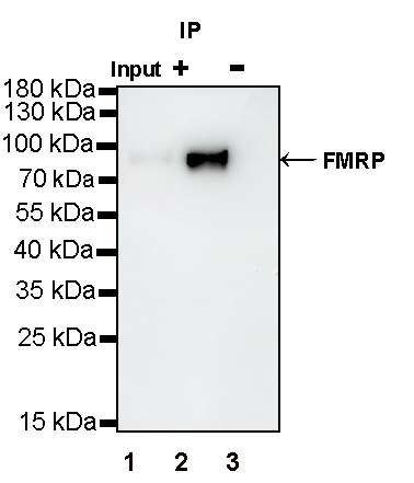 FMRP Recombinant Rabbit mAb (S-1671-1)
