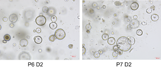 Colon organoid Cytokine Set, Mouse/小鼠结肠类器官细胞因子套装