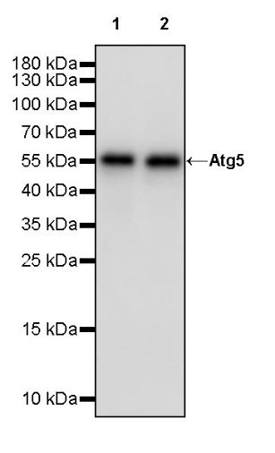 Atg5 Recombinant Rabbit mAb (S-3181)