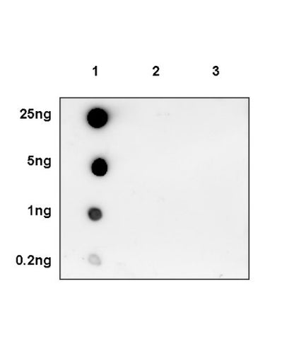 Histone H4 (acetyl K5) Recombinant Rabbit mAb (S-1464-112)