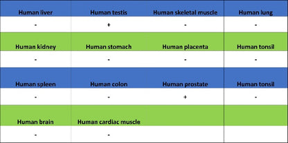 NKX3.1 Recombinant Rabbit mAb (S-2778-63)