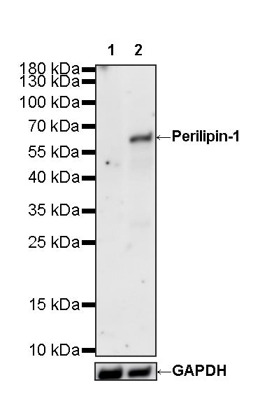 Perilipin-1 Recombinant Rabbit mAb (S-3093-31)