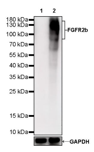 FGFR2b Recombinant Rabbit mAb (SDT-423-18)