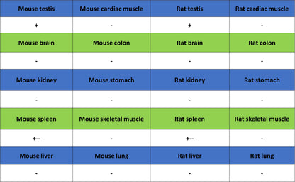 GLUT3 + GLUT14 Recombinant Rabbit mAb (S-5945)