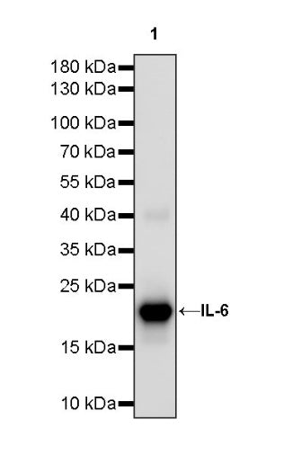 Invivo anti-Mouse IL-6 Recombinant mAb