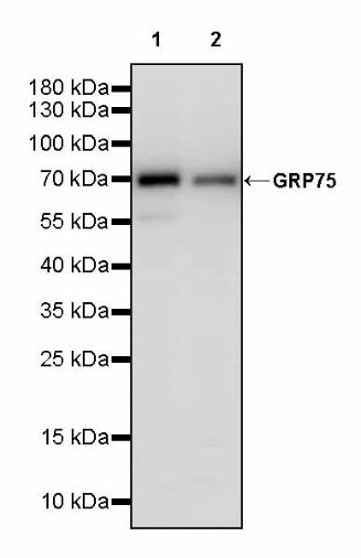 GRP75 Rabbit Polyclonal Antibody