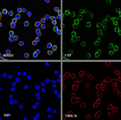FTH1 Recombinant Rabbit mAb (S-1372-136)
