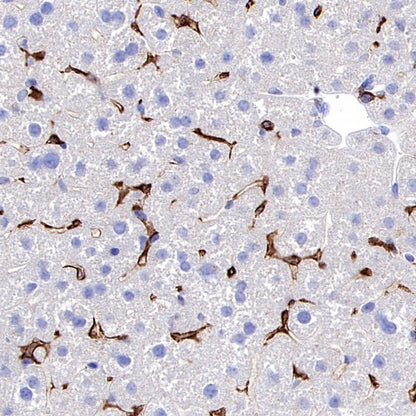 CSF-1R Recombinant Rabbit mAb (S-467-26)