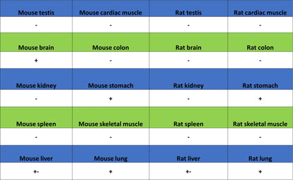 ALCAM Recombinant Rabbit mAb (S-4080-21)