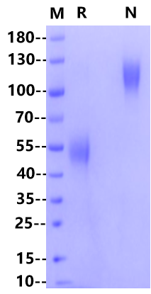 M-CSF Protein, Mouse