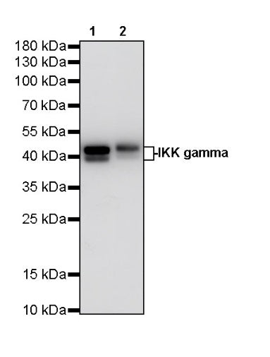IKK gamma Recombinant Rabbit mAb (S-1359-118)