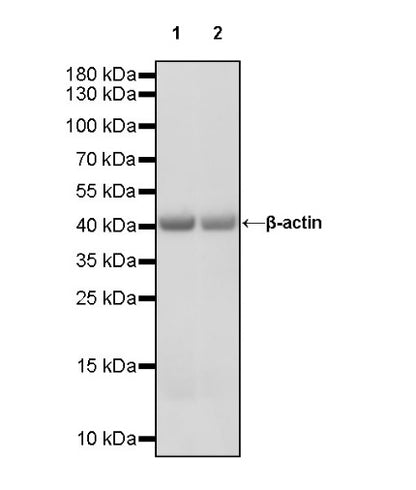 β-actin Recombinant Rabbit mAb (HRP Conjugate) (S-R015)