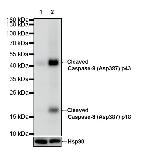 Cleaved Caspase-8 (Asp387) Recombinant Rabbit mAb (S-2953)