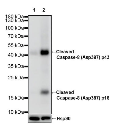 Cleaved Caspase-8 (Asp387) Recombinant Rabbit mAb (S-2953)