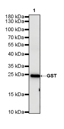 S-RMab® GST Tag Recombinant Rabbit mAb (S-372-19)