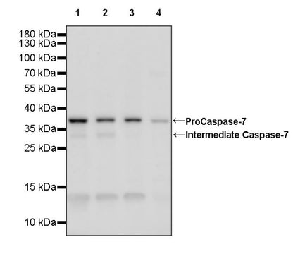 Caspase-7 Recombinant Rabbit mAb (S-782-50)