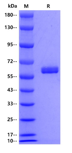 Human MMP3, His tag