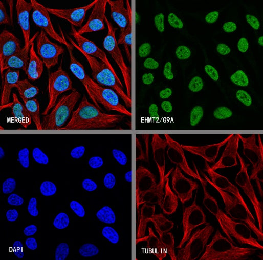 EHMT2/G9A Recombinant Rabbit mAb (S-4200)