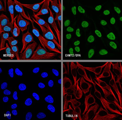 EHMT2/G9A Recombinant Rabbit mAb (S-4200)