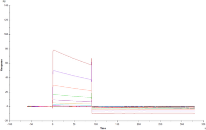 Fc γ RIIA/CD32a His Tag Protein, Rat