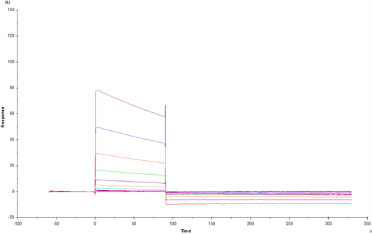 Fc γ RIIA/CD32a His Tag Protein, Rat