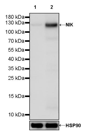 NIK Recombinant Rabbit mAb (S-1135-264)