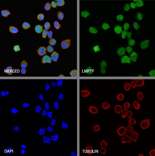 LMPTP Rabbit Polyclonal Antibody