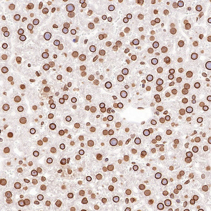 S-RMab®Lamin B2 Recombinant Rabbit mAb (S-951-70)