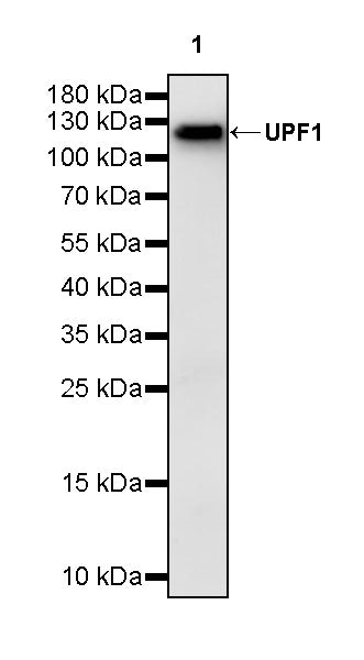 UPF1 Rabbit Polyclonal Antibody