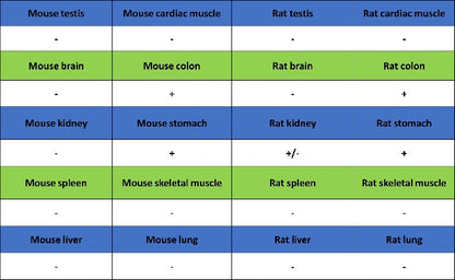 SEC23B Recombinant Rabbit mAb (S-1935-28)