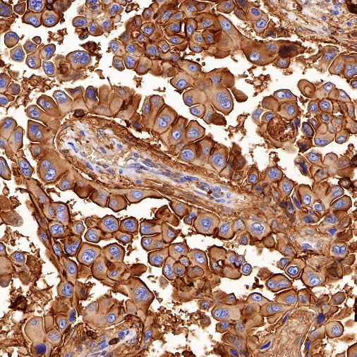 CD44 Mouse mAb (SDT-630-174)