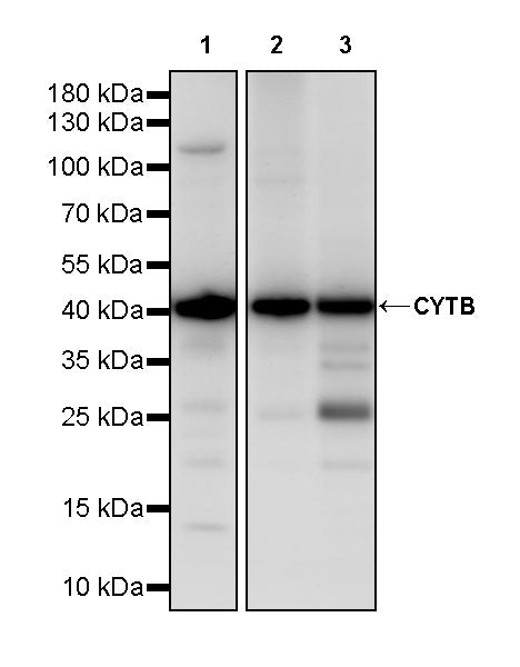 CYTB Recombinant Rabbit mAb (S-3877-15)