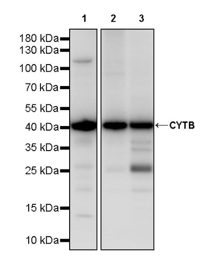 CYTB Recombinant Rabbit mAb (S-3877-15)