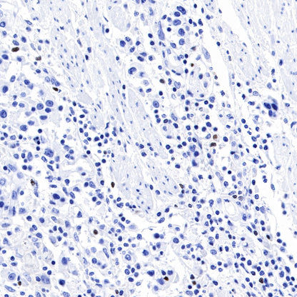 FOXP3 Recombinant Rabbit mAb (SDT-R064)