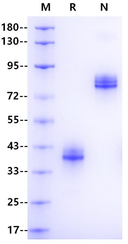 IgG3 Fc Protein, Human