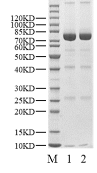 USP3 Protein
