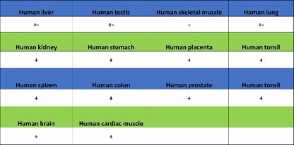 FAP Recombinant Rabbit mAb (S-3094-29)