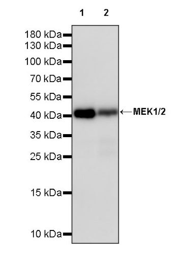 MEK1/2 Recombinant Rabbit mAb (S-834-101)