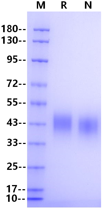 Fc γ RIII/CD16 His Tag Protein, Cynomolgus