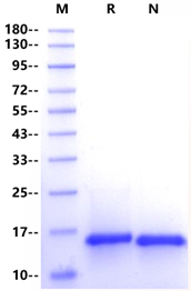 NT-4 Protein, Mouse