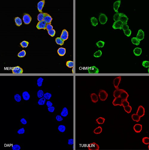 CHMP1a Recombinant Rabbit mAb (S-1651-159)