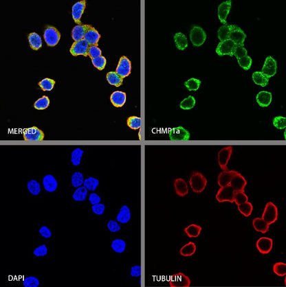 CHMP1a Recombinant Rabbit mAb (S-1651-159)