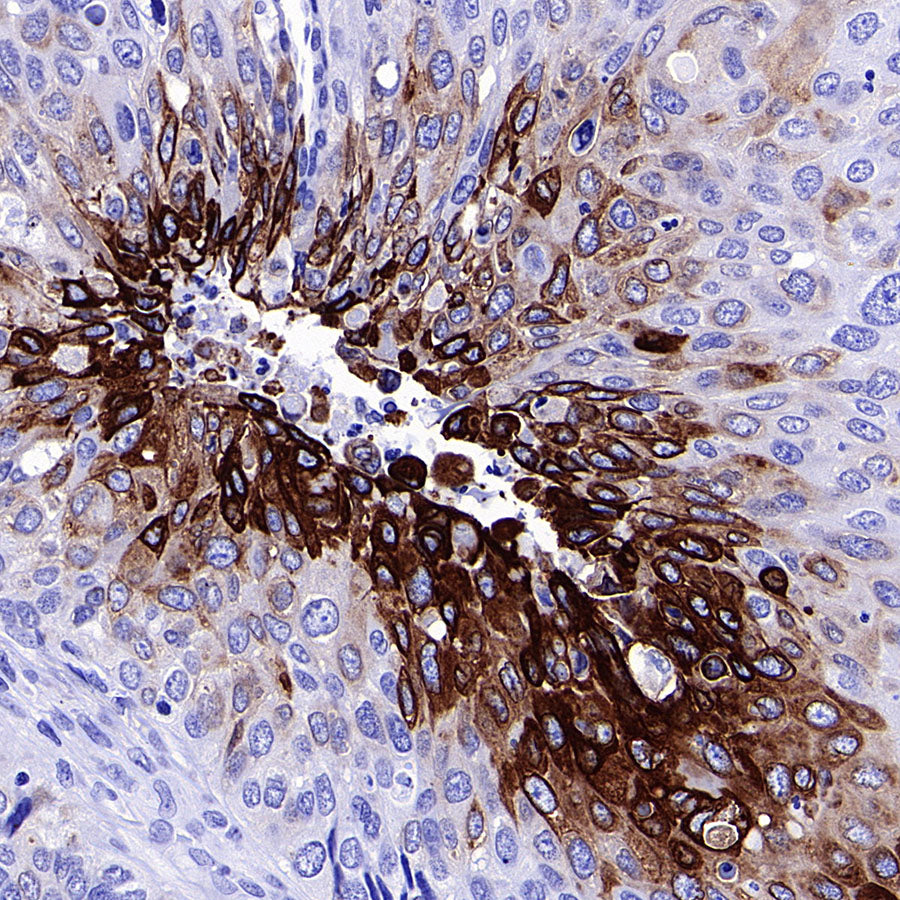 COX2 / Cyclooxygenase Recombinant Rabbit mAb (S-5952)