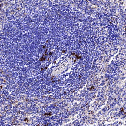 Human IgG1 F(c) Recombinant Rabbit mAb (S-447-20)