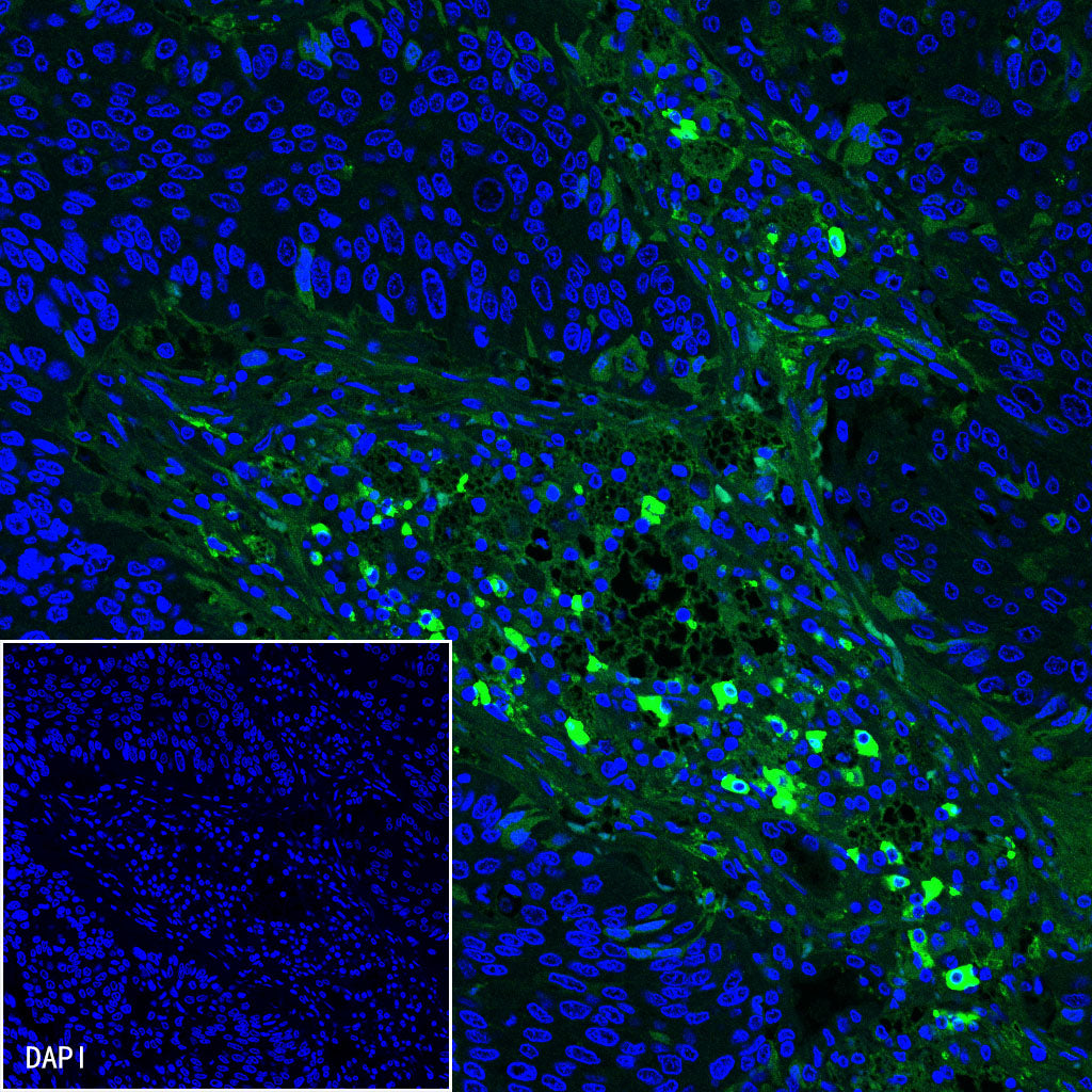 S-RMab® CD16a Recombinant Rabbit mAb,PBS Only (SDT-366-45)