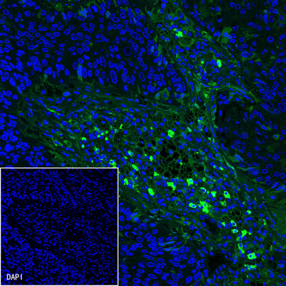 S-RMab® CD16a Recombinant Rabbit mAb,PBS Only (SDT-366-45)