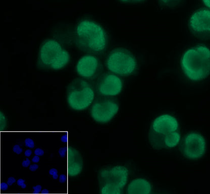 S-RMab® MCM2 Recombinant Rabbit mAb (SDT-018-68)