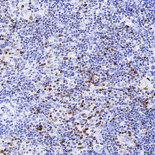 LAG3 Recombinant Rabbit mAb (S-671-74)