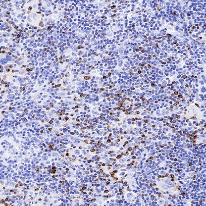 LAG3 Recombinant Rabbit mAb (S-671-74)