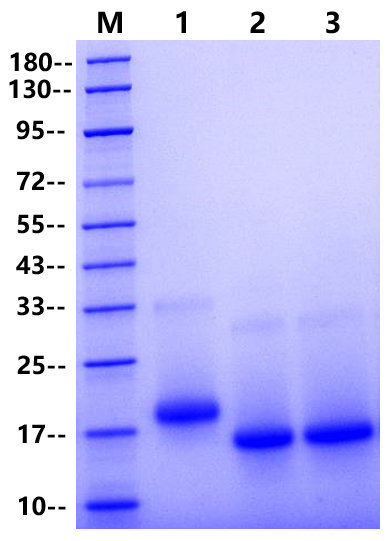 Fast PNGase F Kit